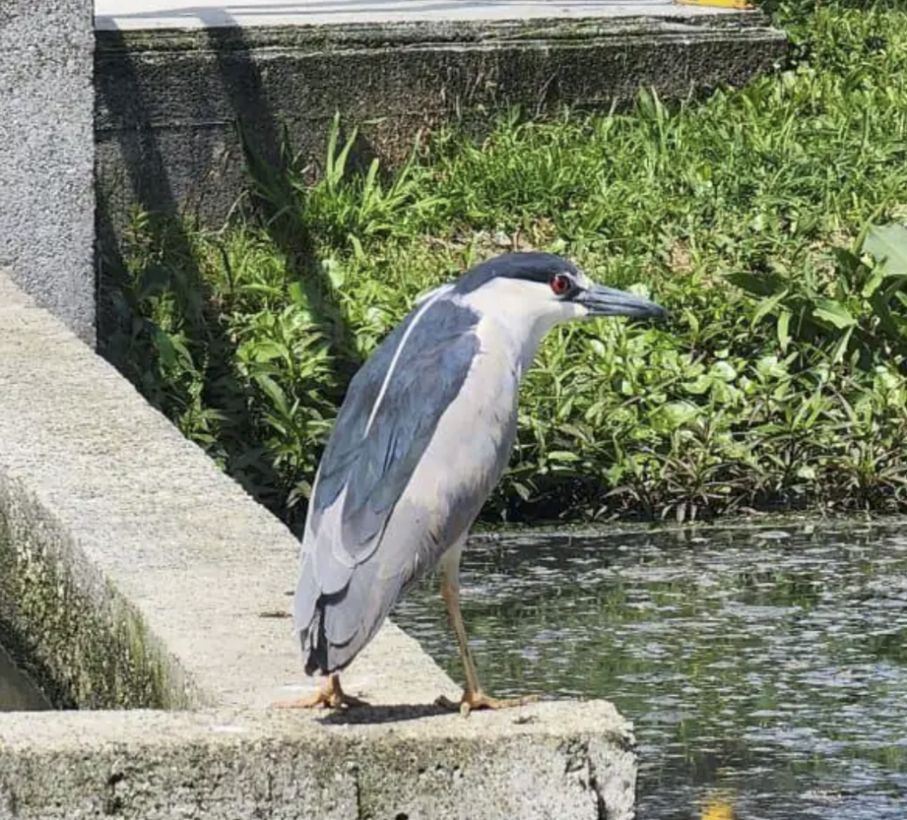 Un santuario inesperado: la PTAR de La Ceja y su riqueza en aves 1 Un santuario inesperado: la PTAR de La Ceja y su riqueza en aves