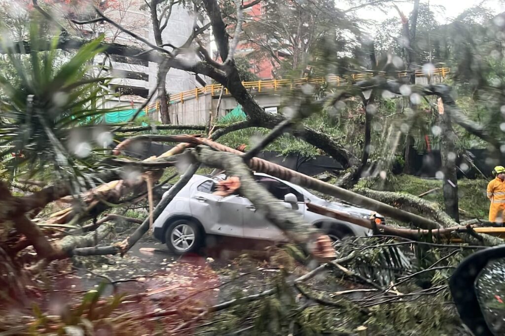 213 árboles se han desplomado en Medellín en lo que va del año