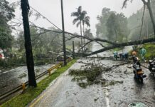 213 árboles se han desplomado en Medellín en lo que va del año 213 árboles desplomados