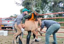 Autoridades trasladaron 21 semovientes que se encontraban en zona urbana de El Carmen de Viboral Autoridades trasladaron 21 semovientes que se encontraban en zona urbana de El Carmen de Viboral