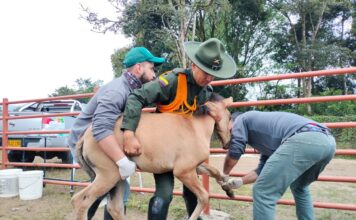 Autoridades trasladaron 21 semovientes que se encontraban en zona urbana de El Carmen de Viboral Autoridades trasladaron 21 semovientes que se encontraban en zona urbana de El Carmen de Viboral