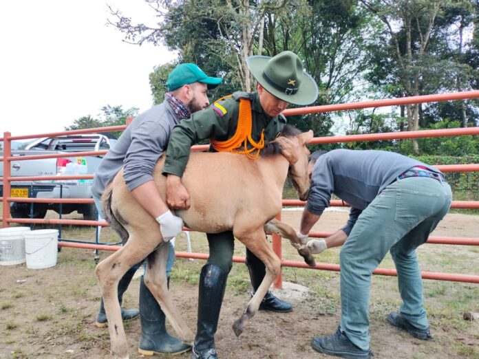 Autoridades trasladaron 21 semovientes que se encontraban en zona urbana de El Carmen de Viboral