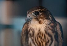 Antioquia marca un hito en la conservación: Primer Esmerejón operado de cataratas en el departamento