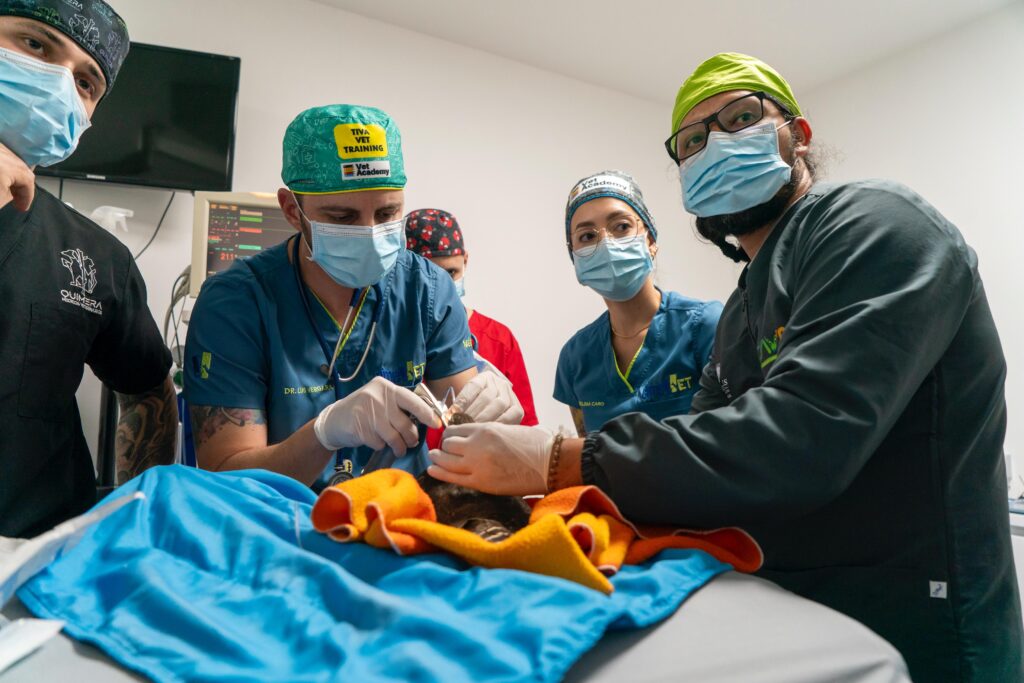 Antioquia marca un hito en la conservación: Primer Esmerejón operado de cataratas en el departamento 4 Antioquia marca un hito en la conservación: Primer Esmerejón operado de cataratas en el departamento