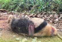 Indignación en Maceo por el cruel asesinato de dos osos hormigueros Indignación en Maceo por el cruel asesinato de dos osos hormigueros