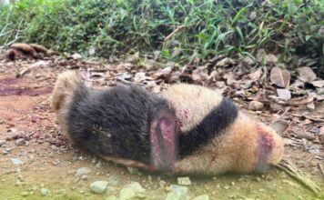 Indignación en Maceo por el cruel asesinato de dos osos hormigueros Indignación en Maceo por el cruel asesinato de dos osos hormigueros