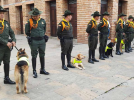Tras años de servicio, estos perros de la Policía se jubilan y comienzan una nueva vida en familia