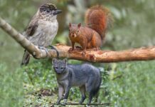 Campaña por la vida silvestre se toma Antioquia durante Semana Santa Campaña por la vida silvestre se toma Antioquia durante Semana Santa