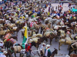 La tradición arriera vuelve a Sonsón con más de mil mulas recorriendo rutas históricas