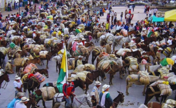 La tradición arriera vuelve a Sonsón con más de mil mulas recorriendo rutas históricas La tradición arriera vuelve a Sonsón con más de mil mulas recorriendo rutas históricas