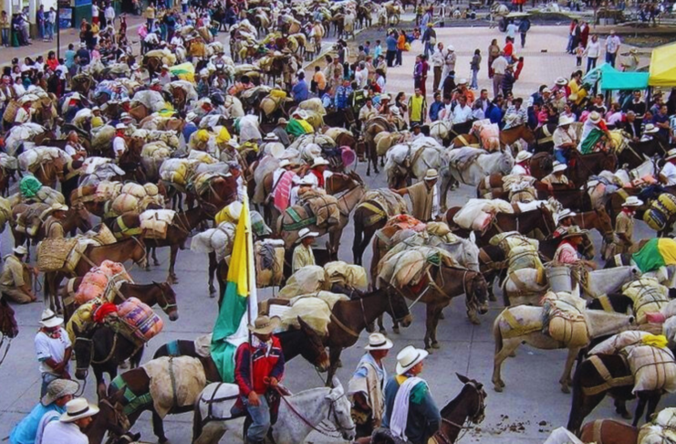 La tradición arriera vuelve a Sonsón con más de mil mulas recorriendo rutas históricas