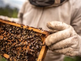 Red de Reubicadores del Área Metropolitana: una apuesta por la vida y el equilibrio ambiental