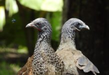 Más de 2.400 animales de fauna silvestre han vuelto a su hábitat en lo que va del año