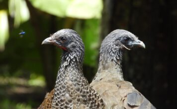 Más de 2.400 animales de fauna silvestre han vuelto a su hábitat en lo que va del año