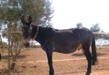 Mula murió tras pisar una mina antipersonal en zona rural de Segovia