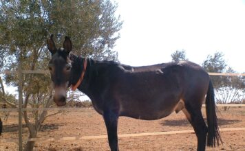 Mula murió tras pisar una mina antipersonal en zona rural de Segovia
