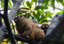 Nace una cría de martejas en el Valle de Aburrá: esperanza para una especie amenazada