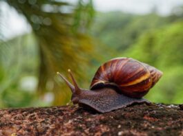 Plaga del caracol africano avanza y pone en alerta a ocho municipios del Oriente antioqueño