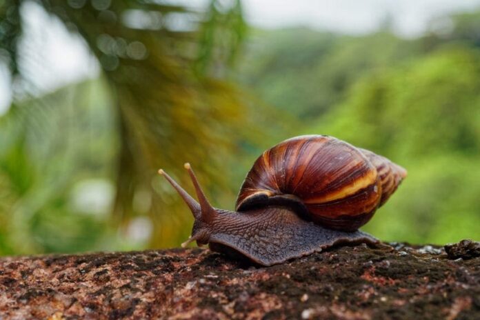 caracol-gigante-africano-864x576 Plaga del caracol africano avanza y pone en alerta a ocho municipios del Oriente antioqueño