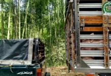 Capturados en flagrancia por hurto de cerdos en Santo Domingo