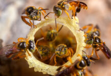 Un millón de abejas murieron en Antioquia: tragedia ambiental en histórica finca apícola