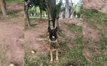 Sansón, el perrito héroe que perdió una pata al salvar a 36 soldados en Antioquia