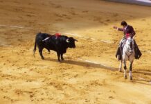 Corte Constitucional prohíbe corridas de toros, corralejas, coleo y peleas de gallos en Colombia