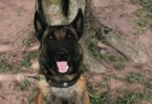 ¿Sobrevivió Telmo? El perro antiexplosivos que dieron por muerto en el ataque a helicóptero en Amalfi