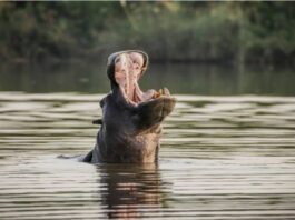 Especies invasoras se multiplican sin control en el Magdalena Medio