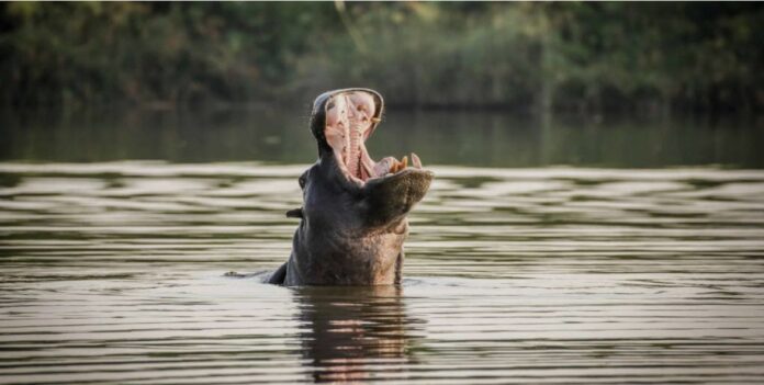 Imagen de referencia