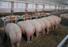 Porciculturas en aumento generan alerta por impacto ambiental en Caldas y el Suroeste antioqueño