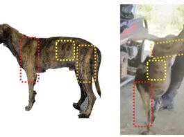 Maltrato animal en Antioquia: el país rechaza el brutal ataque contra un perro y pide justicia