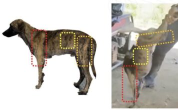 Maltrato animal en Antioquia: el país rechaza el brutal ataque contra un perro y pide justicia