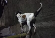 Envenenamiento de perros en Valparaíso desata rechazo y pide acción urgente de las autoridades