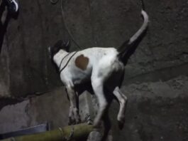 Envenenamiento de perros en Valparaíso desata rechazo y pide acción urgente de las autoridades