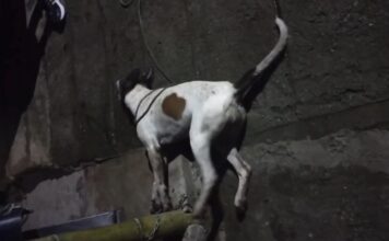 Envenenamiento de perros en Valparaíso desata rechazo y pide acción urgente de las autoridades