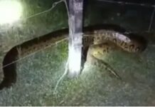 Alerta en el Magdalena Medio: avistan una anaconda en zona entre Puerto Nare y Puerto Triunfo INICIO