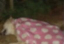 Hombre capturado en Rionegro tras matar al perro de su pareja