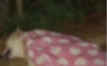 Hombre capturado en Rionegro tras matar al perro de su pareja