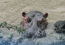 ¿Un hipopótamo en el río Cauca? Autoridades desmienten foto viral y explican por qué es improbable