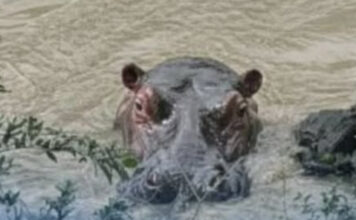 ¿Un hipopótamo en el río Cauca? Autoridades desmienten foto viral y explican por qué es improbable