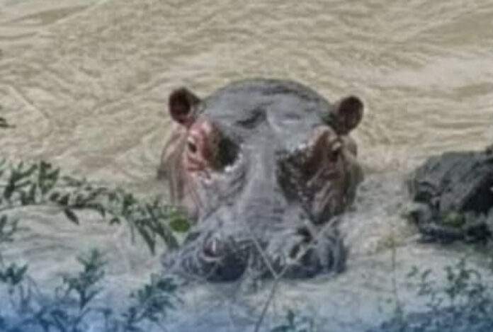 hipopotamo-caldas