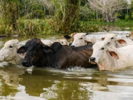 Más de 500.000 bovinos afectados por lluvias en Antioquia, Córdoba y Bolívar Más de 500.000 bovinos afectados por lluvias