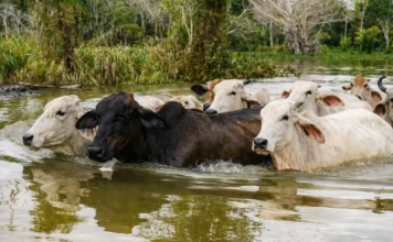 Más de 500.000 bovinos afectados por lluvias en Antioquia, Córdoba y Bolívar Más de 500.000 bovinos afectados por lluvias