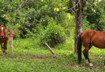 Caballos retirados de carrozas turísticas llegan al centro agrario de la Universidad de Antioquia Caballos retirados de carrozas turísticas llegan al centro agrario de la Universidad de Antioquia