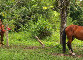 Caballos retirados de carrozas turísticas llegan al centro agrario de la Universidad de Antioquia
