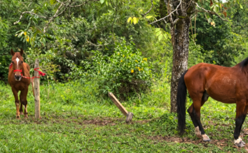 Caballos retirados de carrozas turísticas llegan al centro agrario de la Universidad de Antioquia Caballos retirados de carrozas turísticas llegan al centro agrario de la Universidad de Antioquia