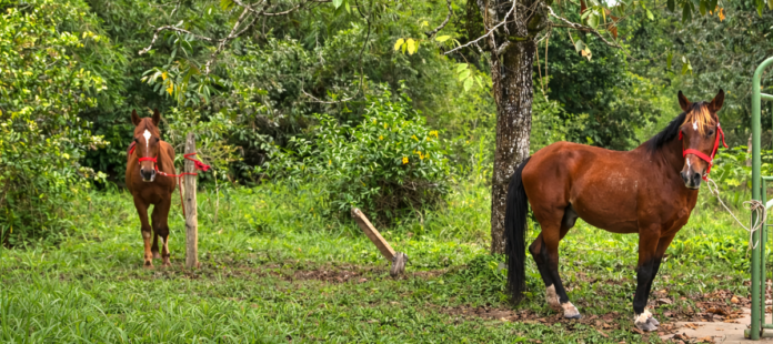 Caballos retirados de carrozas turísticas llegan al centro agrario de la Universidad de Antioquia