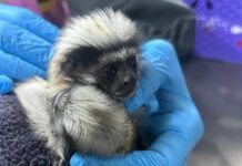 Tráfico ilegal de tití cabeciblanco sigue dejando víctimas en Antioquia Tráfico ilegal de tití cabeciblanco sigue dejando víctimas en Antioquia