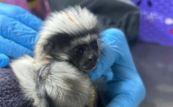 Tráfico ilegal de tití cabeciblanco sigue dejando víctimas en Antioquia Tráfico ilegal de tití cabeciblanco sigue dejando víctimas en Antioquia